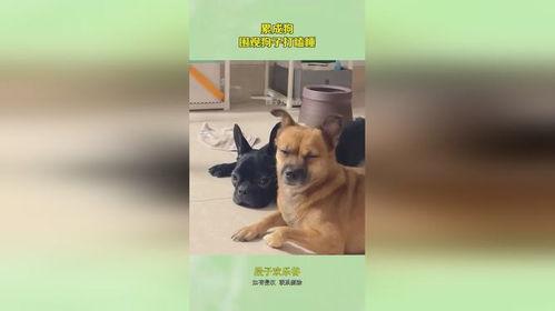 累成狗 图片,揭秘现代职场人的真实生活状态