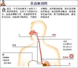 食道的位置图片大全,人体消化系统关键部位全解析