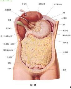 食道的位置图片大全,人体消化系统关键部位全解析