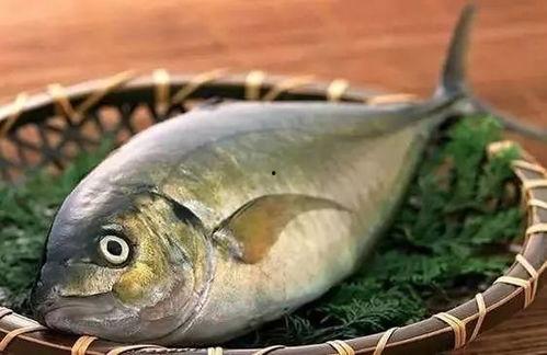日本牧原鱼,探寻日本牧原鱼的独特魅力与养殖奥秘