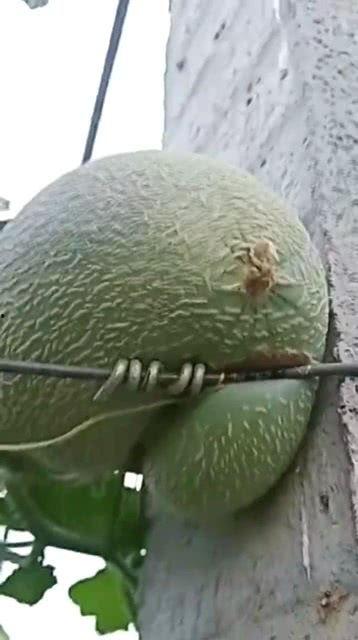 今日蚌埠哈密瓜价格,品质与实惠的完美结合”