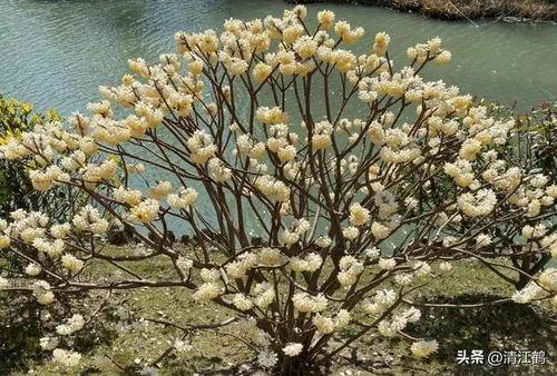 结香树图片,自然界的芬芳使者