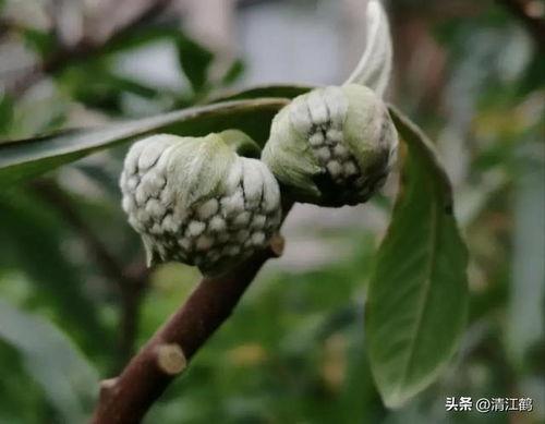 结香树图片,自然界的芬芳使者