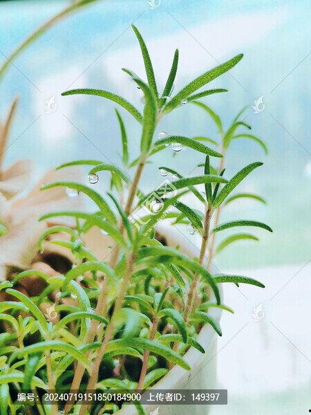 向日葵苗图片,阳光下的生机勃勃