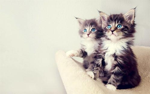 猫咪早安图片大全,猫咪早安图片大全精选