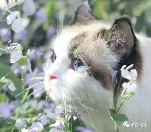 猫咪早安图片大全,猫咪早安图片大全精选