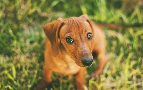 腊肠犬图片大全,图片大全中的可爱瞬间