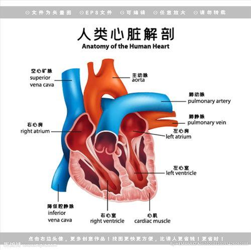 解剖图片,揭秘人体内部结构奥秘