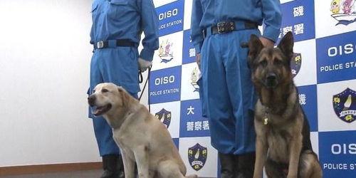 日本的警犬,日本警犬的英勇故事与训练揭秘