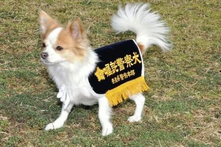 日本的警犬,日本警犬的英勇故事与训练揭秘