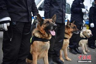日本的警犬,日本警犬的英勇故事与训练揭秘