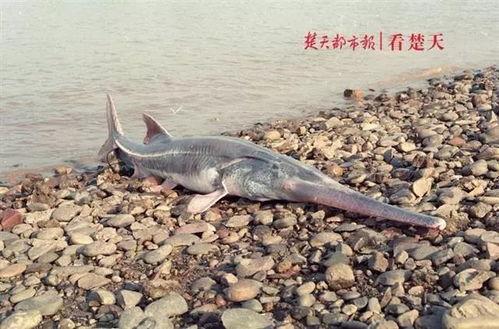 中国的淡水鱼图片大全,千姿百态的淡水鱼世界掠影