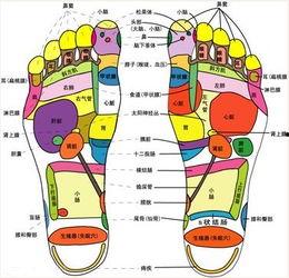 脚掌图片,探寻人体健康密码
