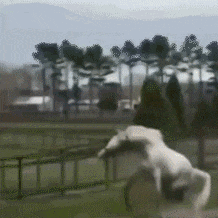 吃瓜群众表情包动态图,笑料横生的表情盛宴